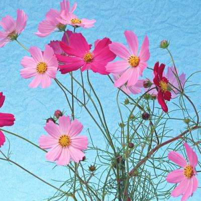 ayx爱游戏app下载